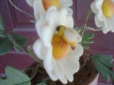 vaso de flor